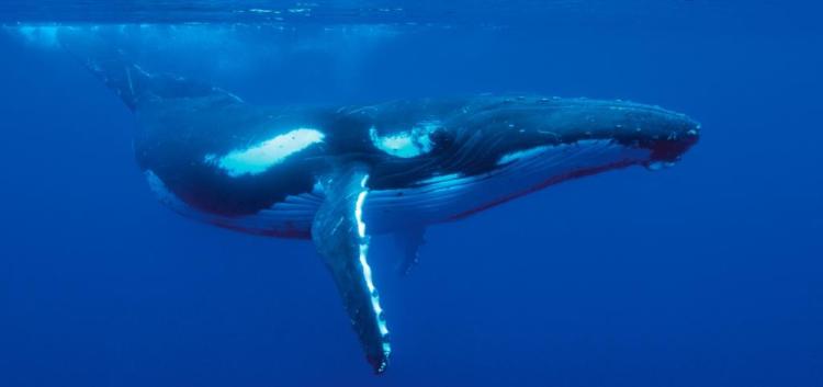 Ocean spirit humpback - Copy